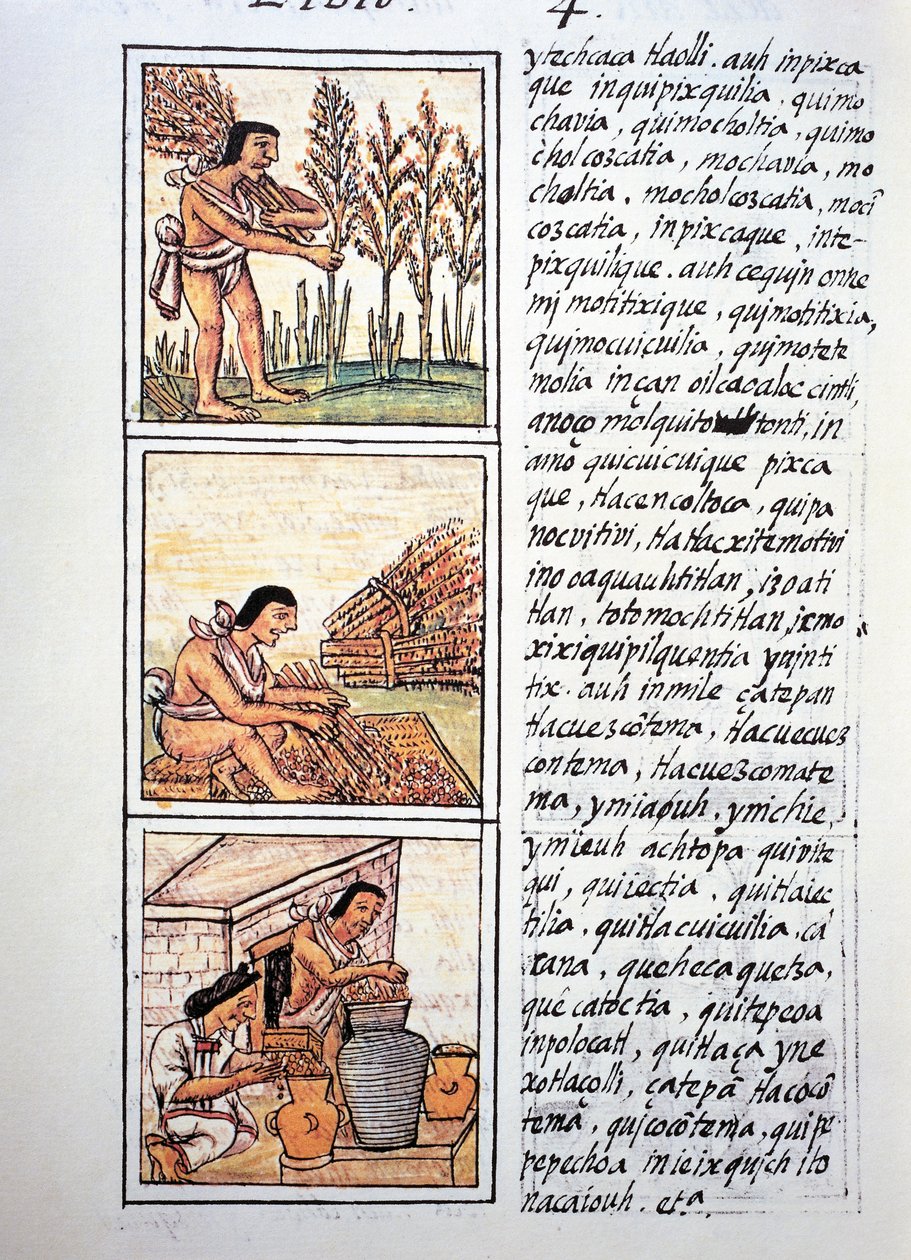 Scener af bondeliv, hvedehøst, egrenering på måtte og strømpe i krukker, tekst i Nahuati, fra faksimile af manuskriptet General History of Things of New Spain, også kendt som Florentine Codex, af Bernardino de Sahagun af Fra Bernadino da Sahagun