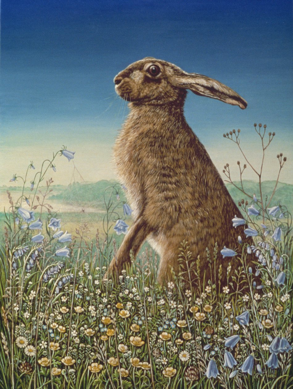Hare, 1984 (olie og tempera på panel) af Frances Broomfield