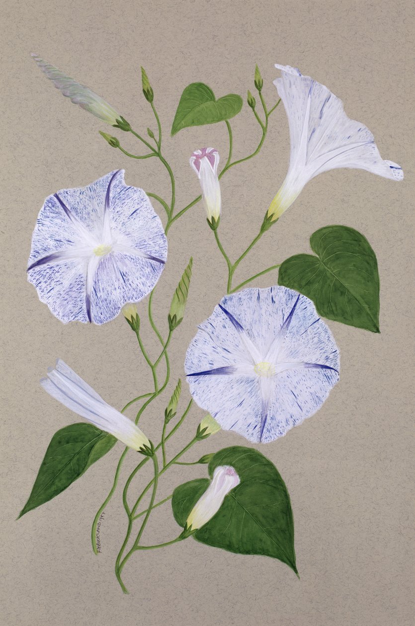 Convolvulus Cneorum af Frances Buckland