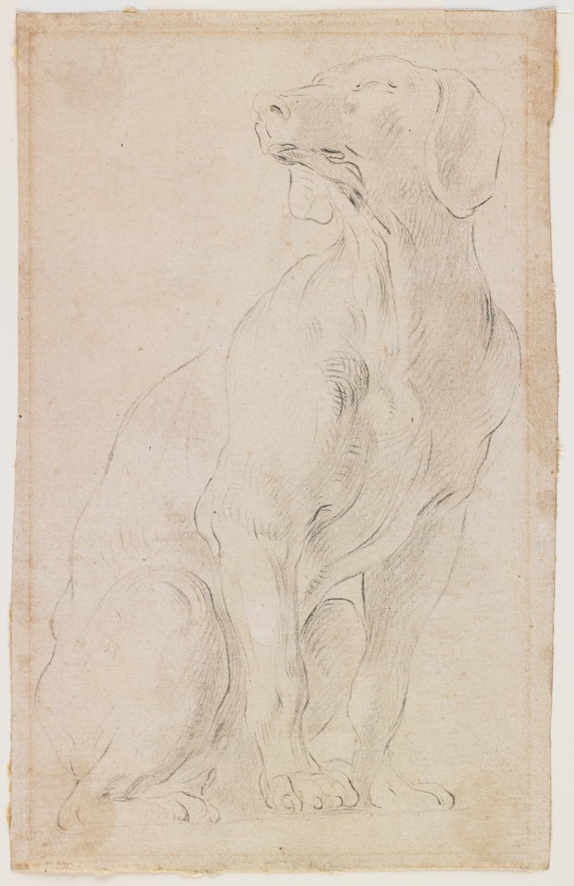 Siddende hund, 1710-15 (sort kridt på papir) af Francesco Solimena