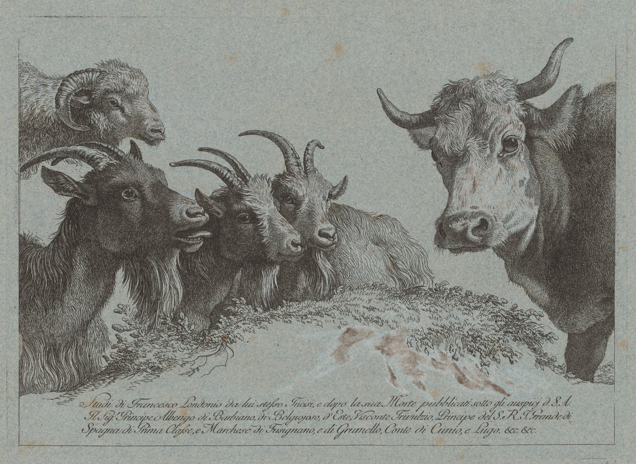 Studie af hoveder: Tre geder, en okse og en vædder, udgivet ca. 1783. af Francesco Londonio