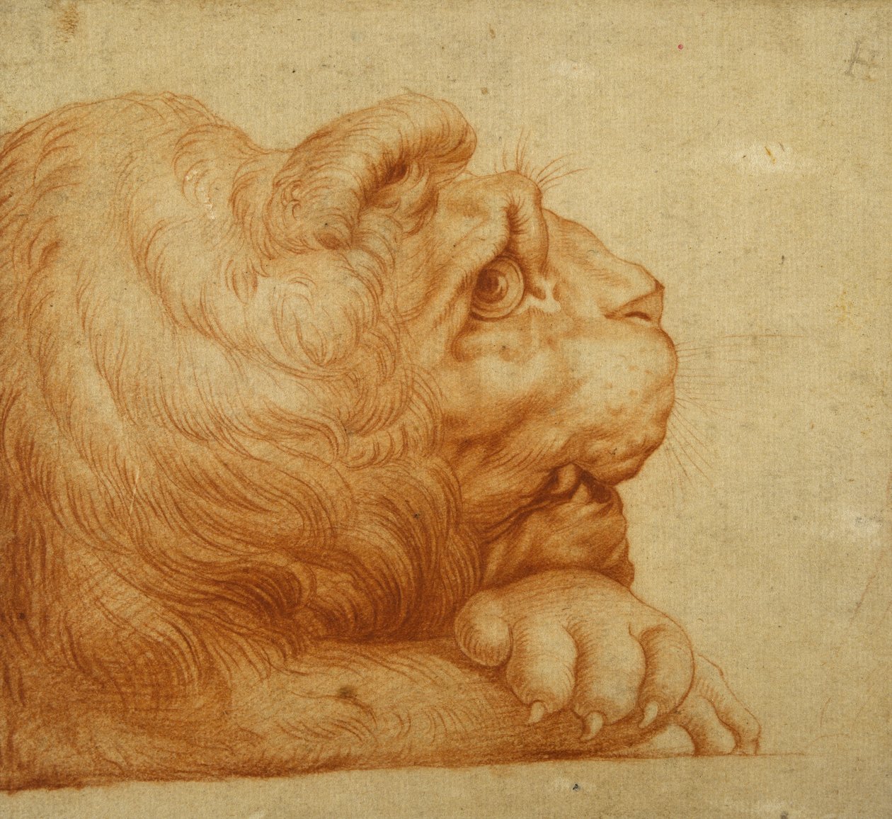 Et løvehoved i profil (rødt kridt på hvidt papir) af Francesco de Rossi Salviati Cecchino