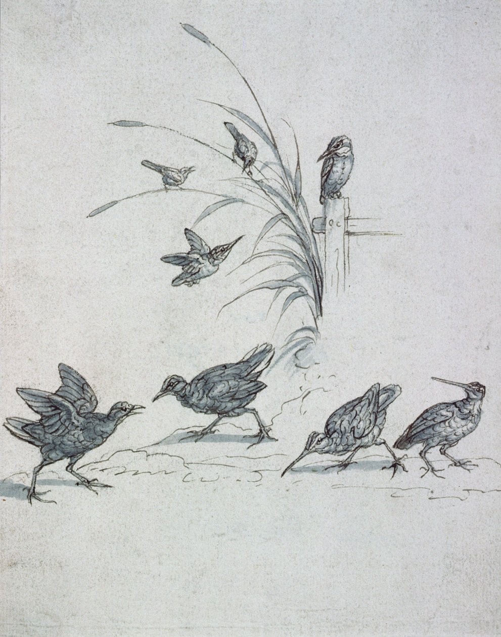 Isfugle, krølle og andre fugle, 1600-tallet (tegning) af Francis Barlow