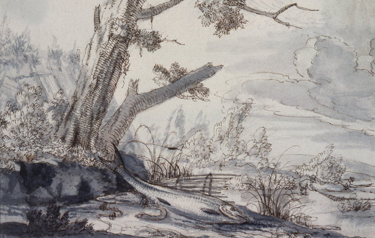 Agerhøns og Snipe, 1600-tallet (tegning) af Francis Barlow