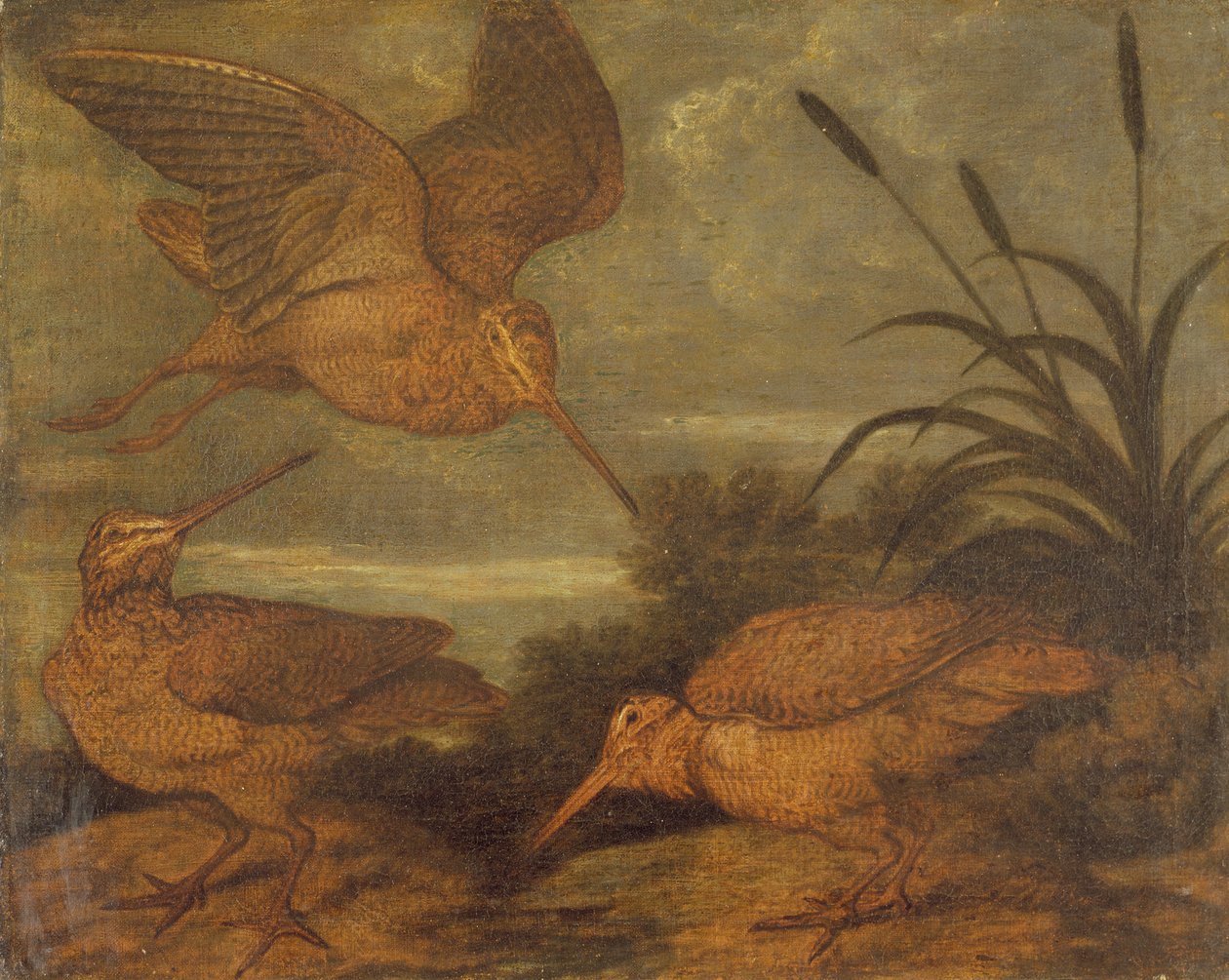 Skovsneppe i skumringen, ca. 1676 af Francis Barlow
