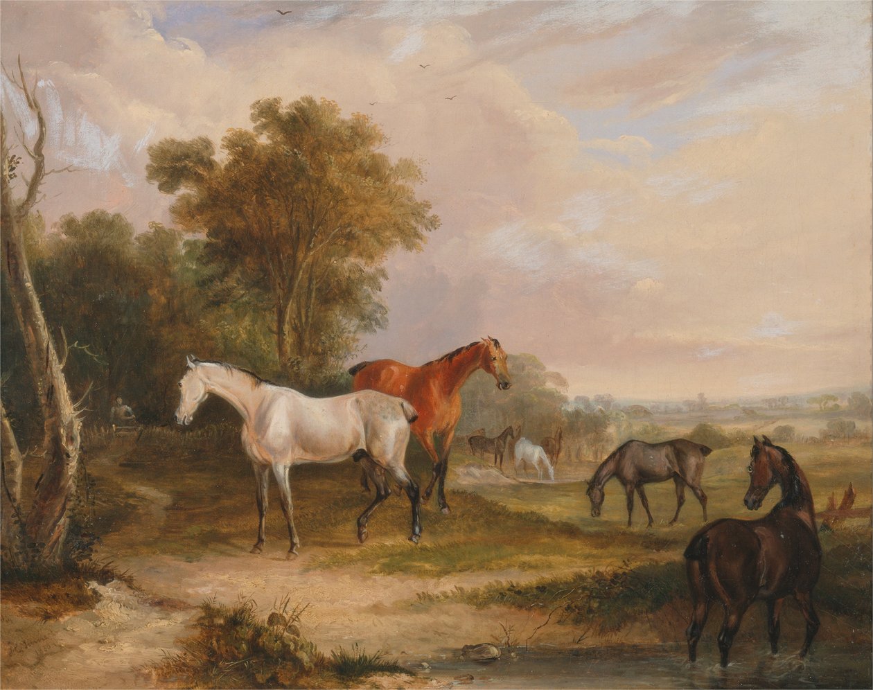Heste, der græsser- en grå hingst, der græsser med hopper på en eng af Francis Calcraft Turner