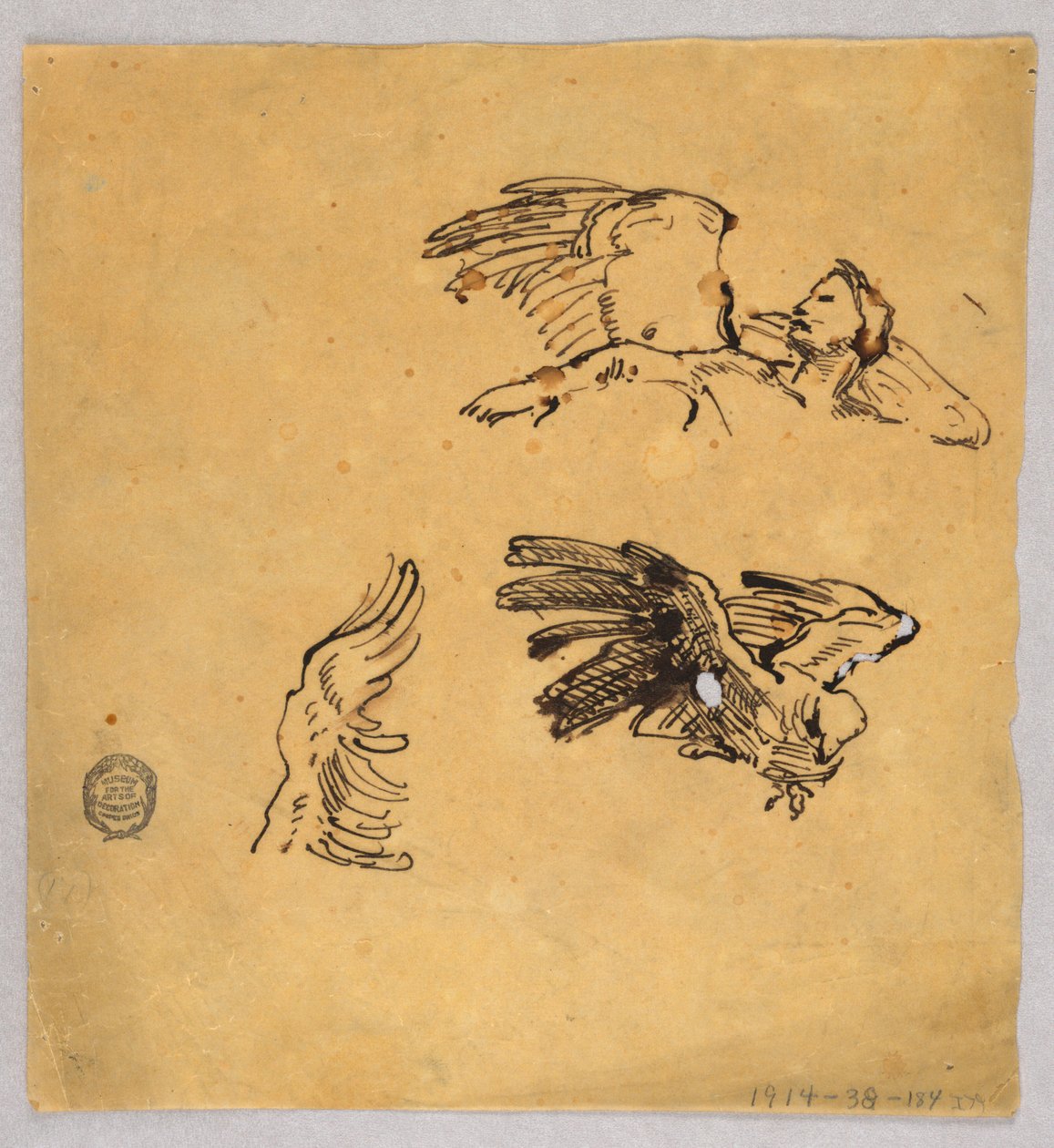 Studier af vinger af Francis Augustus Lathrop