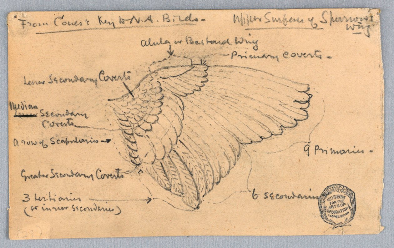 Studie af en Spurvevinge af Francis Augustus Lathrop