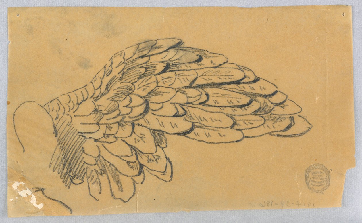 Studie af en vinge af Francis Augustus Lathrop