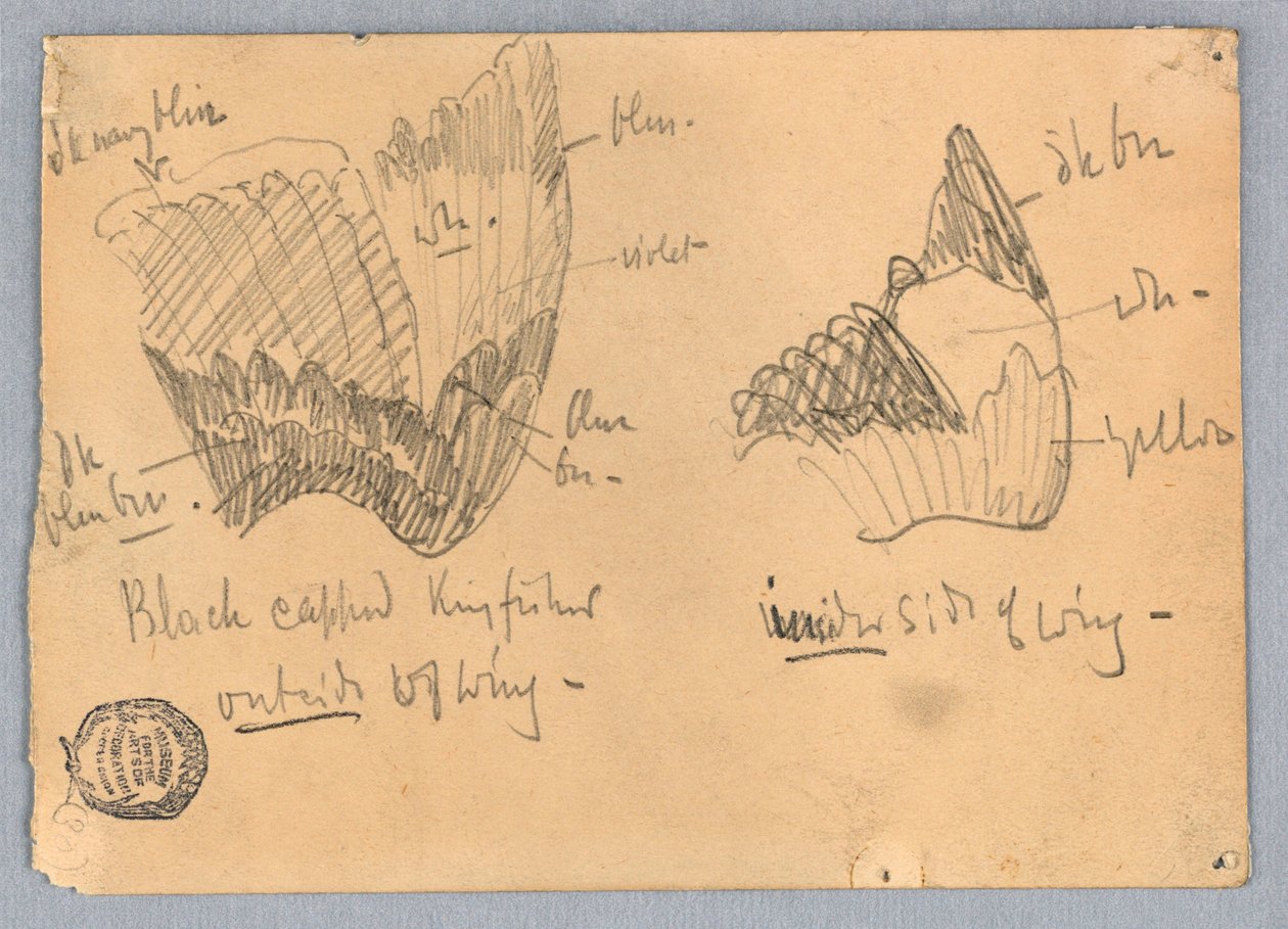 Vinge af en sortkappet isfugl af Francis Augustus Lathrop