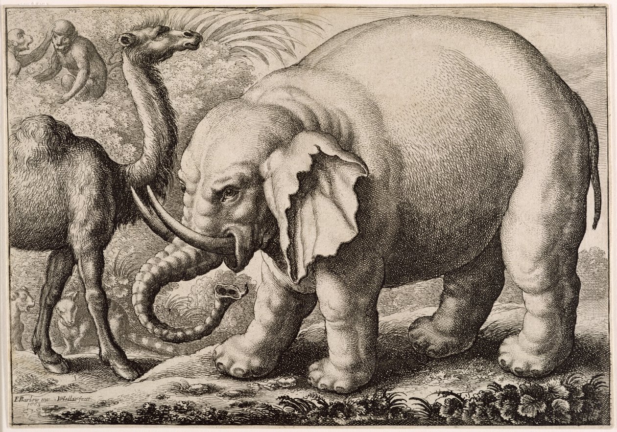 En elefant og en kamel, graveret af Wenceslaus Hollar (1607-77) 1663 af Francis Barlow