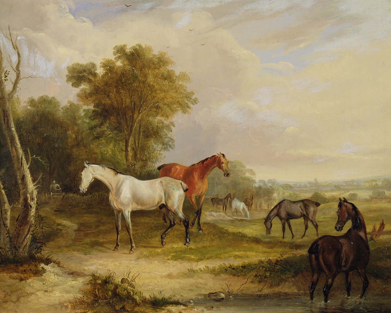 Horses Grazing: A Grey Stallion græsser med Mares in a Meadow (olie på lærred) af Francis Calcraft Turner