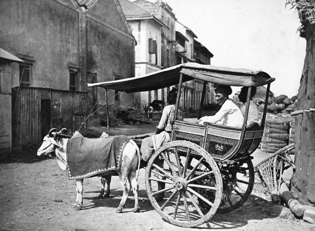 Bombay Hackerry, ca. 1875 af Francis Frith