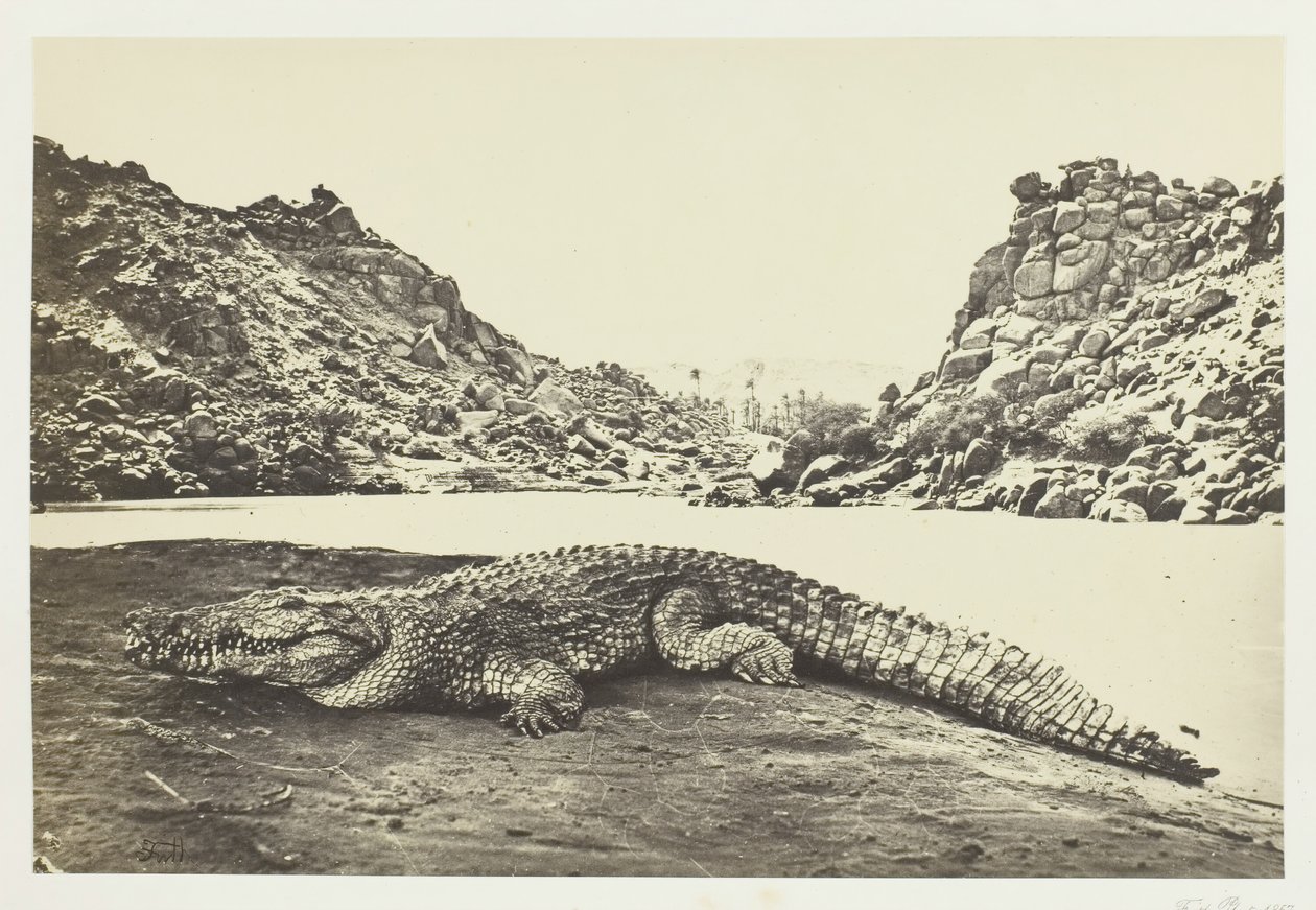 Krokodille på en sandbanke, 1857. af Francis Frith