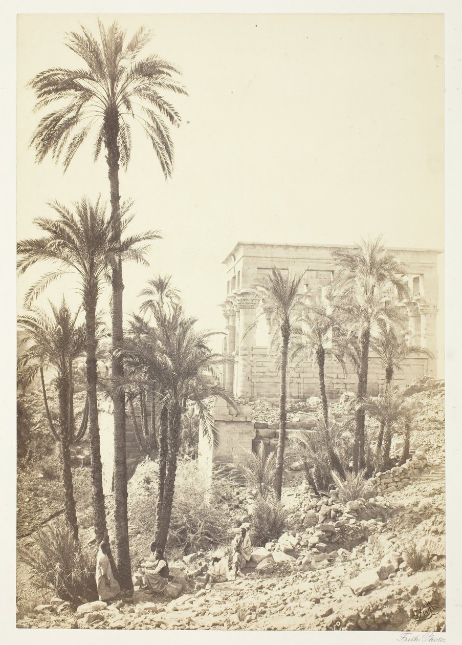 Gruppe af palmer, 185862. af Francis Frith