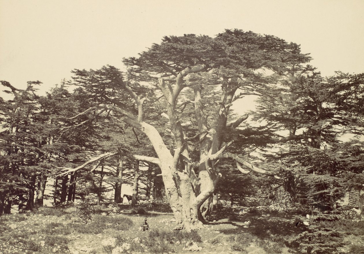 Den største af cedertræerne, Libanonbjerget, 1857. af Francis Frith