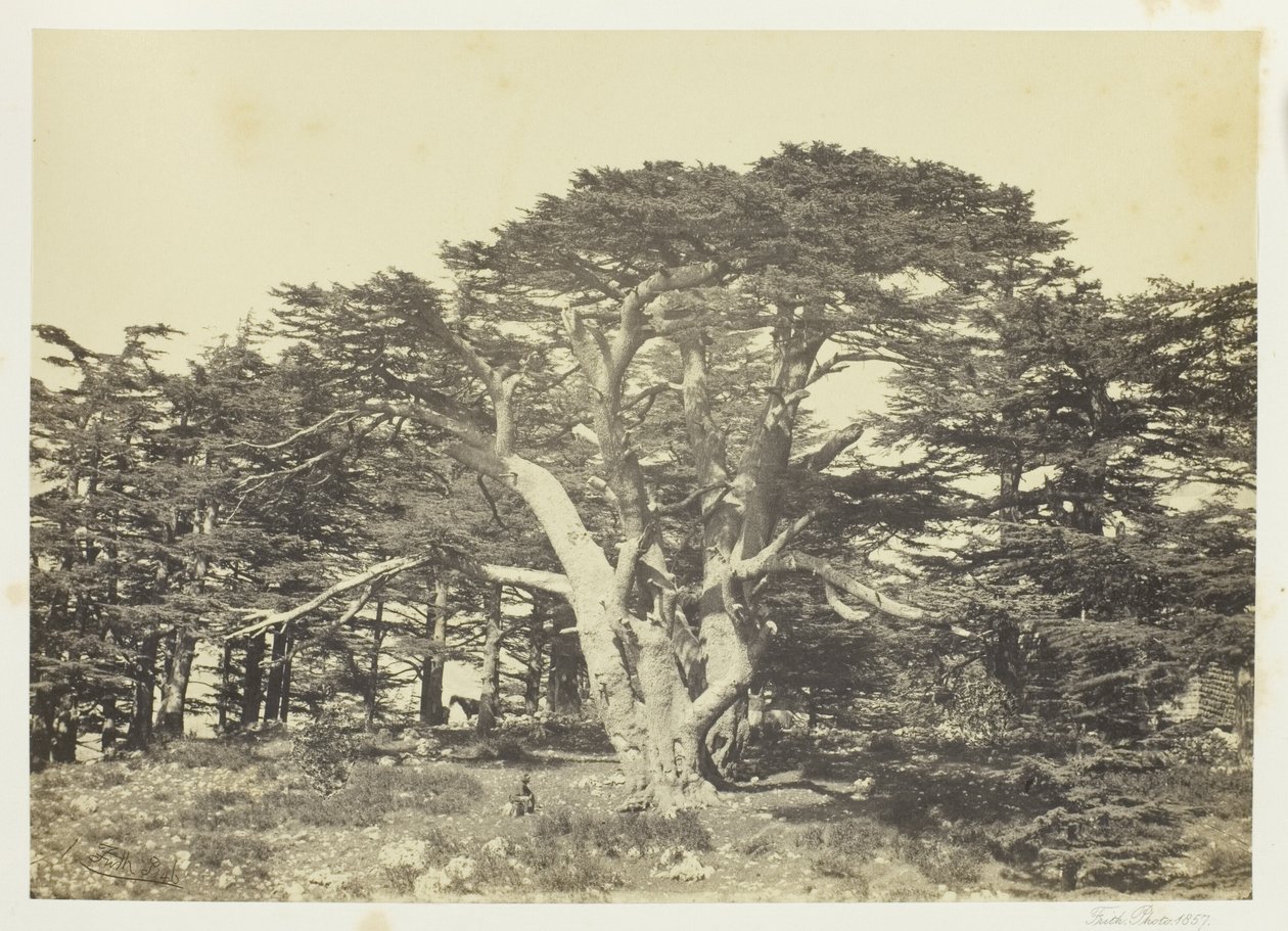 Det største af cedertræerne, Mount Lebanon af Francis Frith