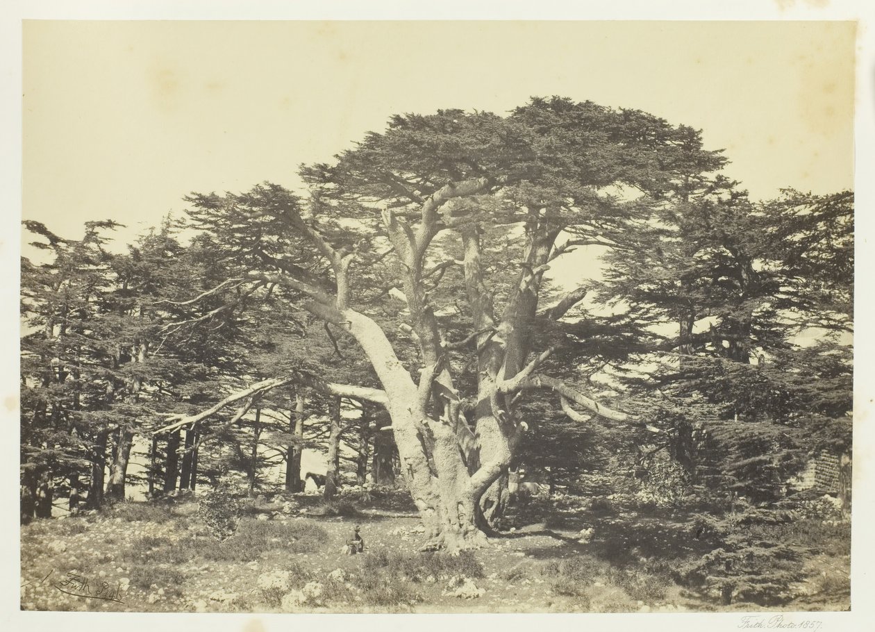 Den største af cedertræerne, Libanonbjerget, 1857. af Francis Frith