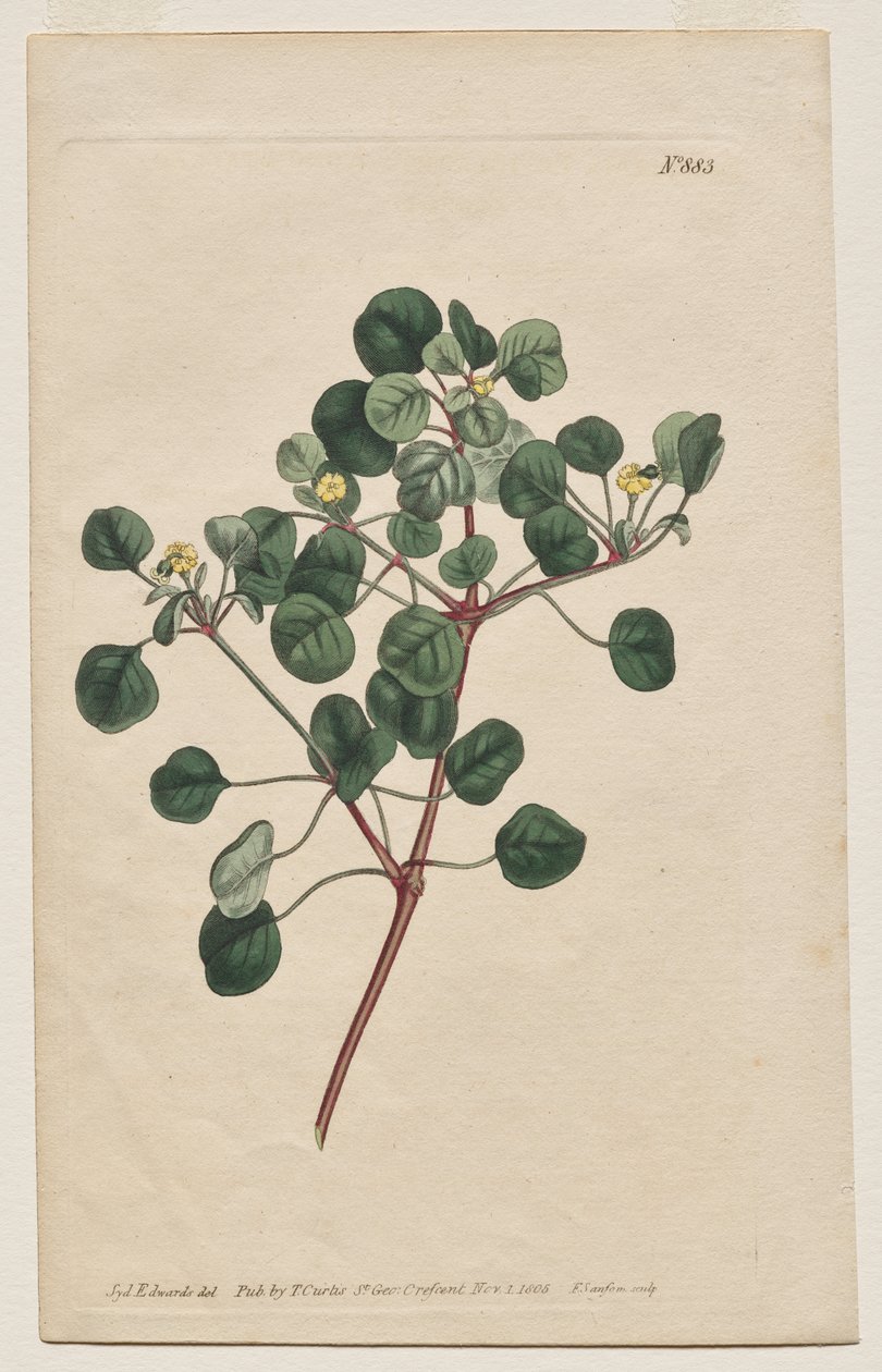 Det botaniske magasin eller blomsterhave vist: Tavle 883, Euphorbia Petiolaris. Langstilket Spurge af Francis Sansom