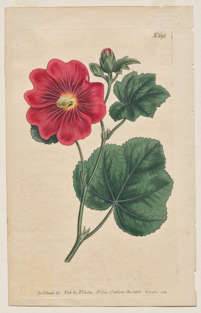 Det botaniske magasin eller blomsterhave vist: Tavle 892, Althaea Flexuosa. Seringapatam A Stokrose. [Althea rosea] af Francis Sansom