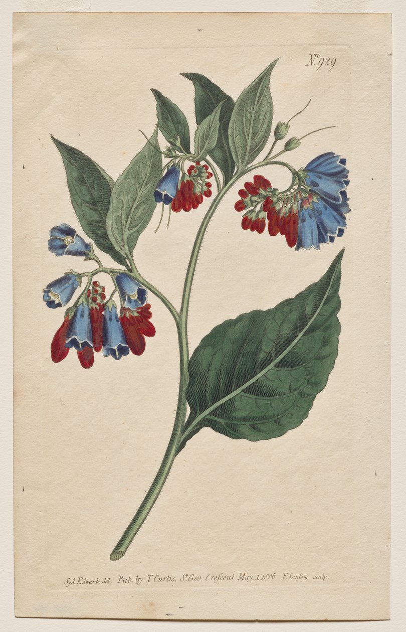 Det botaniske magasin eller blomsterhave vist: Tallerken 929, Symphyum Asperrim. Prickley Comfrey. [Symphytum asperum] af Francis Sansom