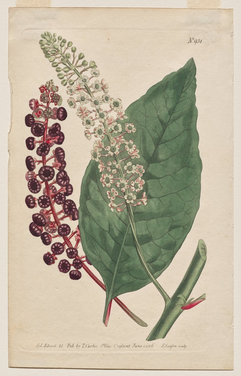 Det botaniske magasin eller blomsterhave vist: Tavle 931, Phytolacca Decandra. Virginian Poke. [Phytolaca Americana] af Francis Sansom