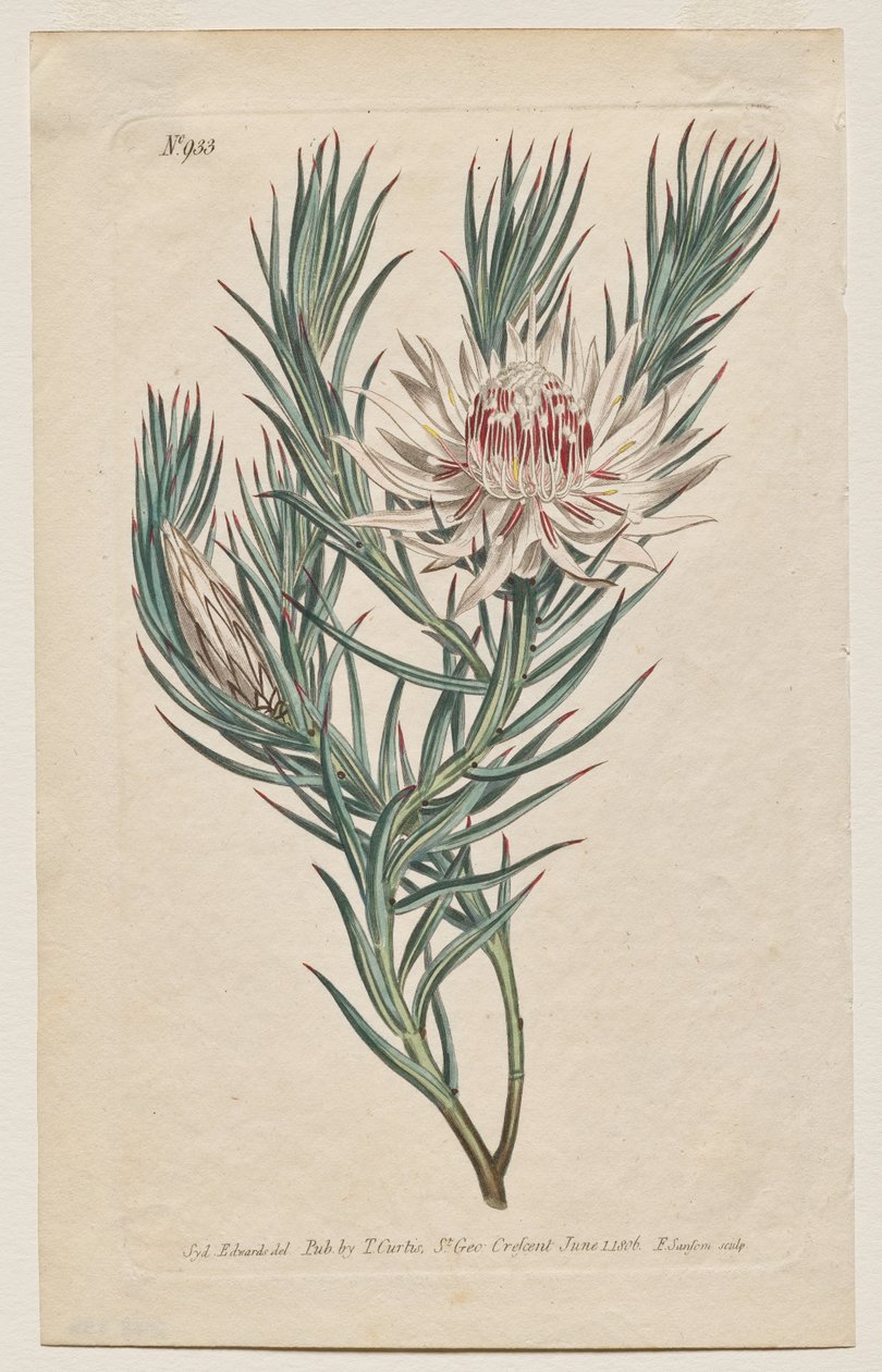 Det botaniske magasin eller blomsterhave vist: Tallerken 933, Protea mucronifolia. Dolkbladet Protea. [Protea odorata] af Francis Sansom