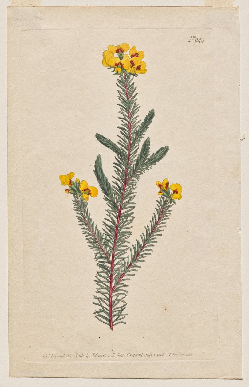 Det botaniske magasin eller blomsterhave vist: Tavle 944, Dillwynia glaberrima. Glatbladet Dillwynnia. [Dillwynia ericifolia gaberrima] af Francis Sansom