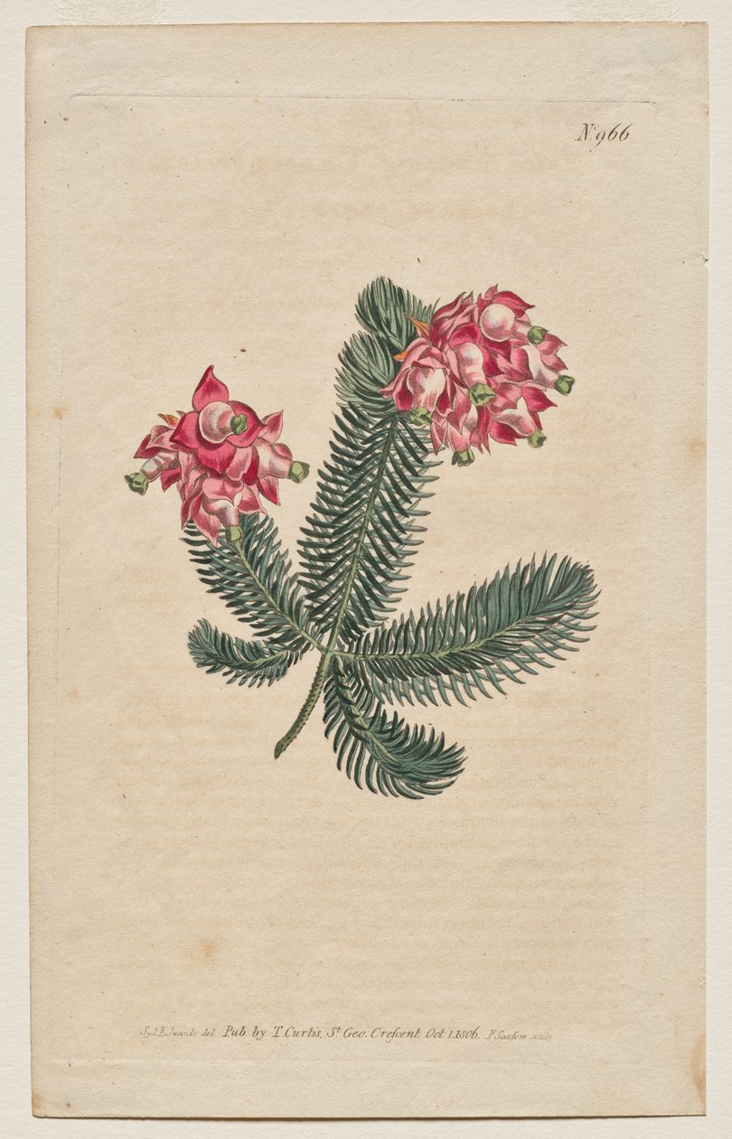 Det botaniske magasin eller blomsterhave vist: Tavle 966, Erica Elegans. Elegant Heath [Erica glauca] af Francis Sansom