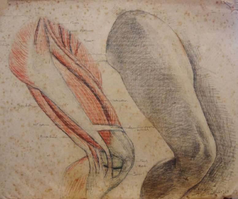Anatomisk undersøgelse og levende model af Francisco Bayardo