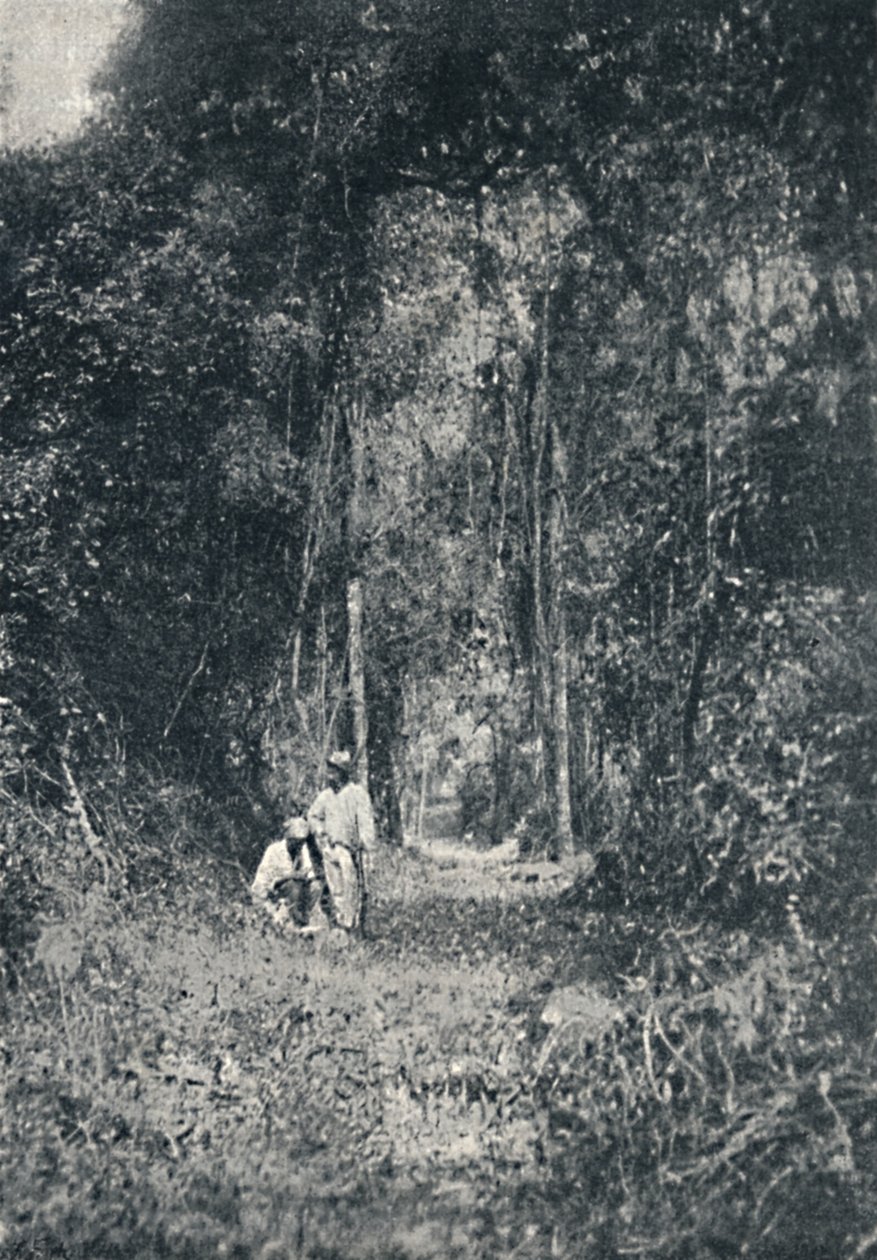 Alto Parana Highway, 1895 af Francisco Henszler