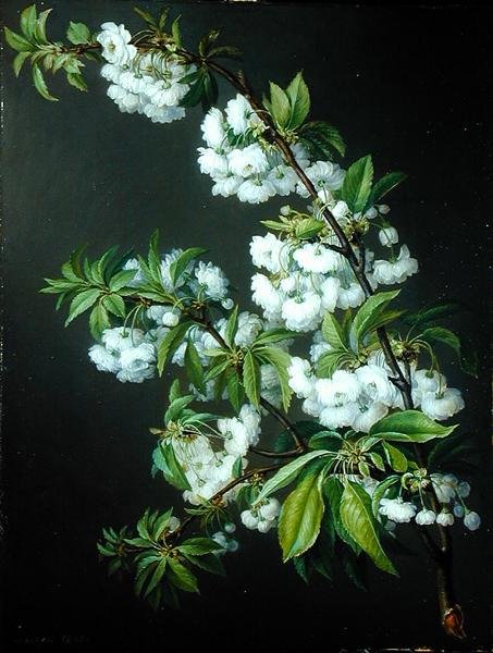 En kvist hvid blomst (olie på lærred) af Francisco Lacoma