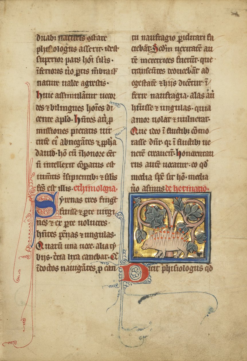 Et pindsvin fra et bestiarium Ms Ludwig XV 4, fol. 82, ca. 1280-1300 (tempera, pen og blæk, bladguld og maling på pergament) af Franco Flemish School