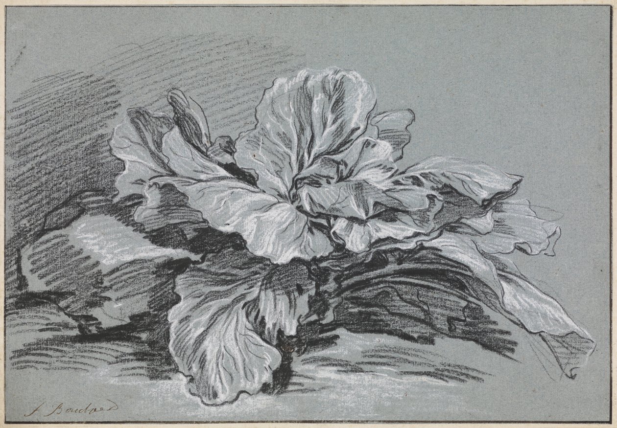Undersøgelse af et kålhoved af François Boucher