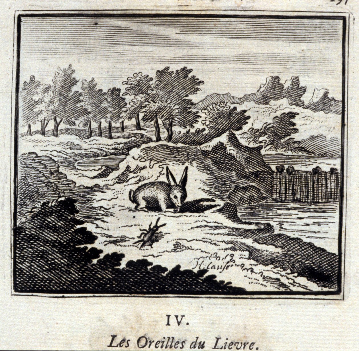 Lievre