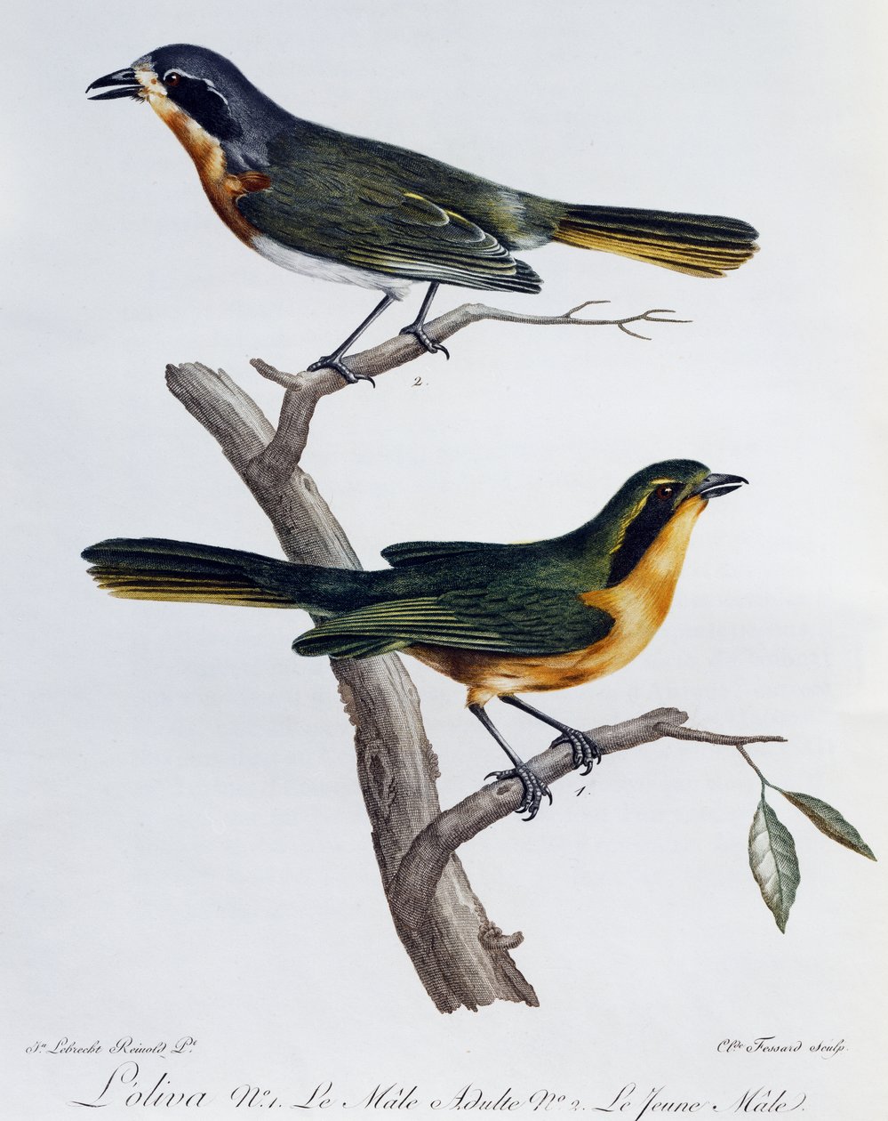 Voksen han og unge af olivenbuske (Telophorus olivaceus), gravering fra Histoire Naturelle des Oiseaux d