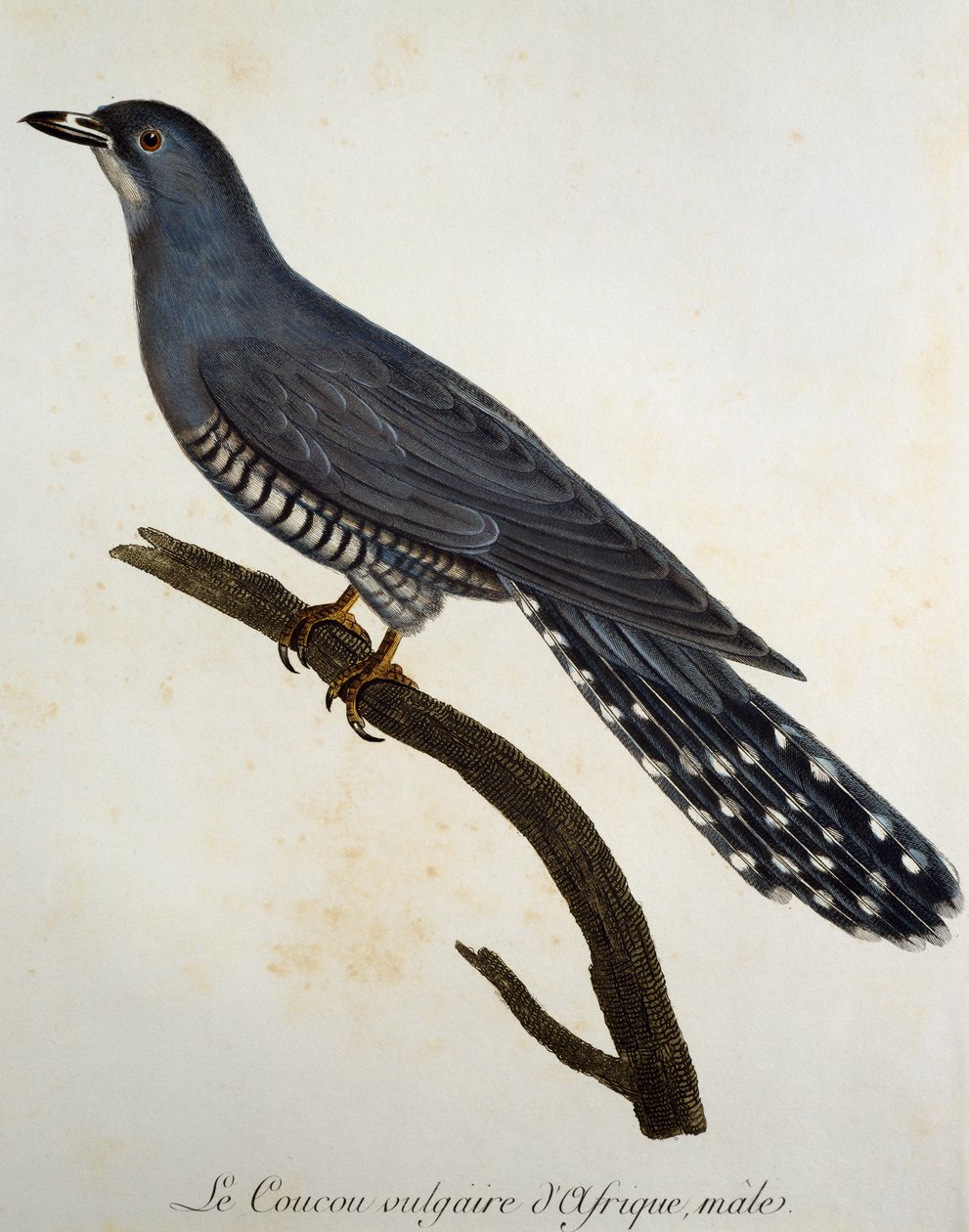 Afrikansk gøg (Cuculus gularis), gravering fra Histoire Naturelle des Oiseaux d