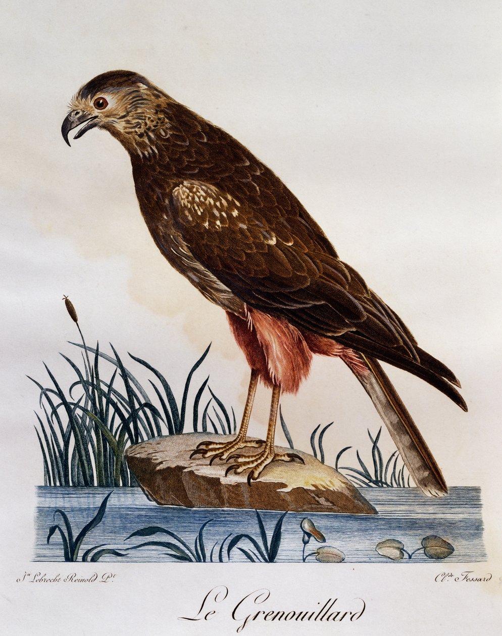 Afrikansk Marsh Harrier (Circus ranivorus), gravering fra Natural History of African Birds af Francois Le Vaillant