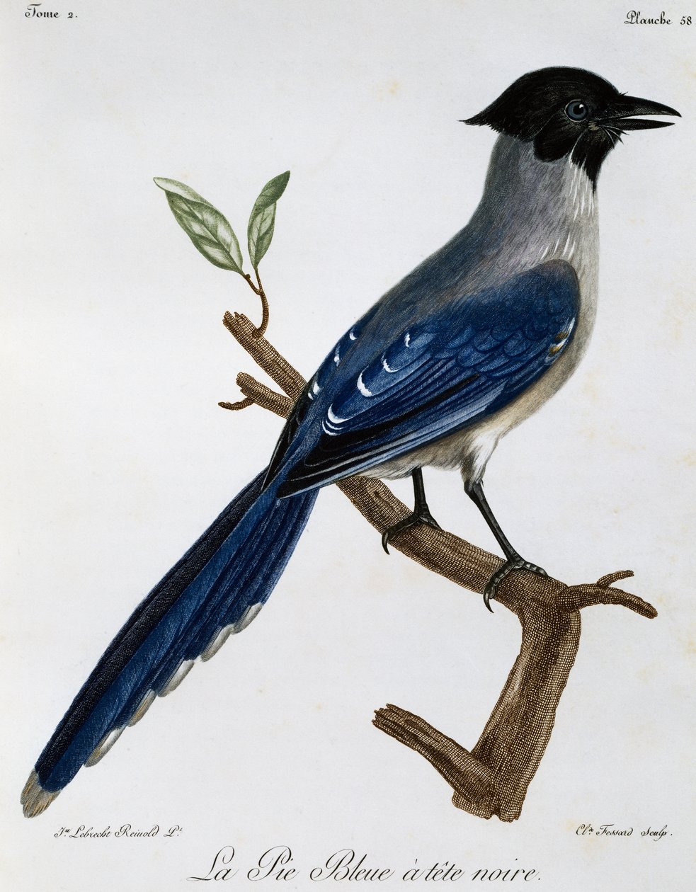 Azurvinget Magpie (Cyanopica cyanus), gravering fra Natural History of African Birds af Francois Le Vaillant