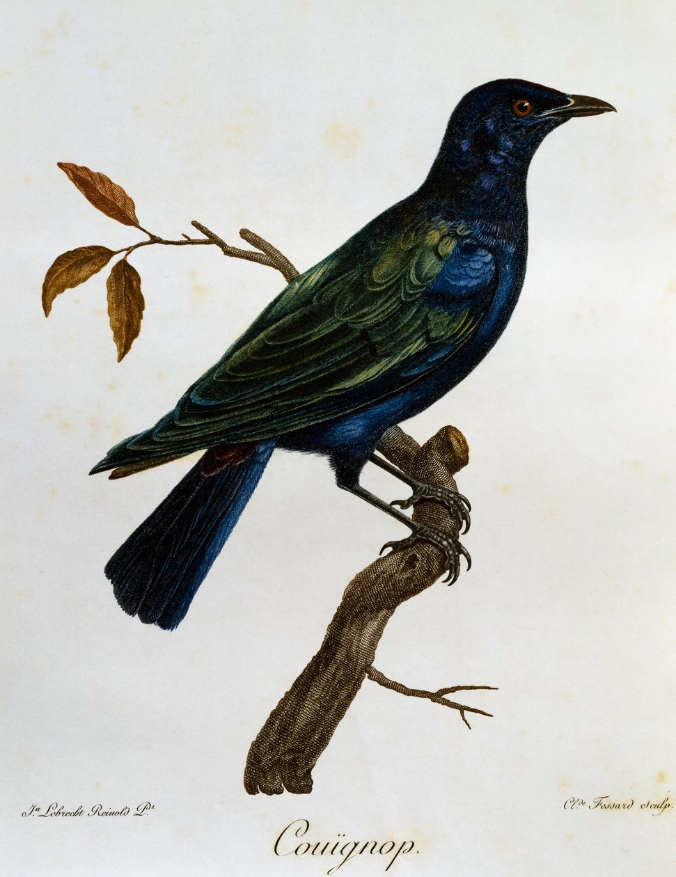 Sortbuget blank stær (Lamprotornis corruscus), gravering fra Histoire Naturelle des Oiseaux d