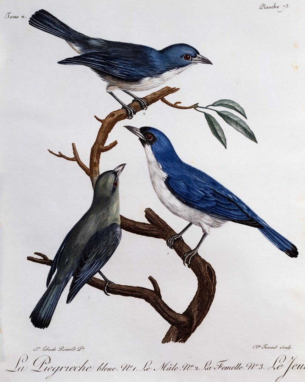 Blå Vanga (Cyanolanius madagascarinus), gravering fra Natural History of African Birds af Francois Le Vaillant