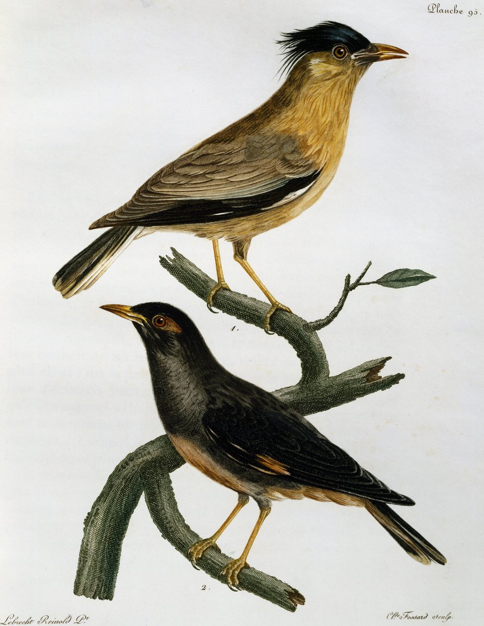 Brahminy Starling (Sturnus pagodarum) og, nedenfor, Bank Myna (Acridotheres ginginianus), gravering fra Histoire Naturelle des Oiseaux d