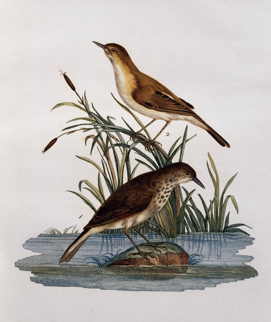 Cagueteuse og Lisabelle, gravering fra Histoire Naturelle des Oiseaux d