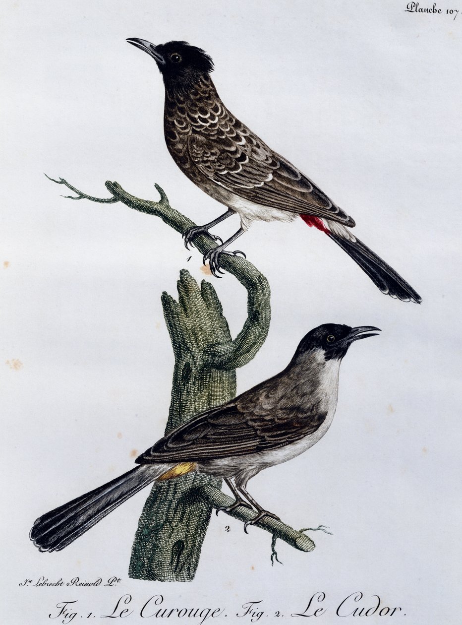 Cape Bulbul (Pycnonotus capensis) og nedenfor Garden Bulbul (Pycnonotus barbatus), gravering fra Histoire Naturelle des Oiseaux d