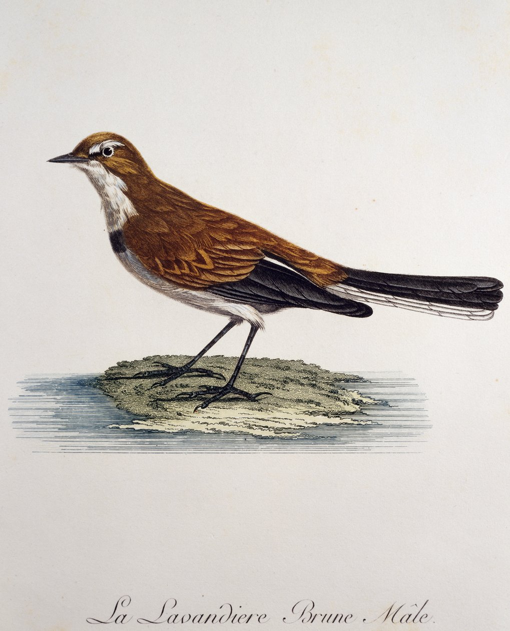 Kap viphalehan (Motacilla capensis), gravering fra Histoire Naturelle des Oiseaux d
