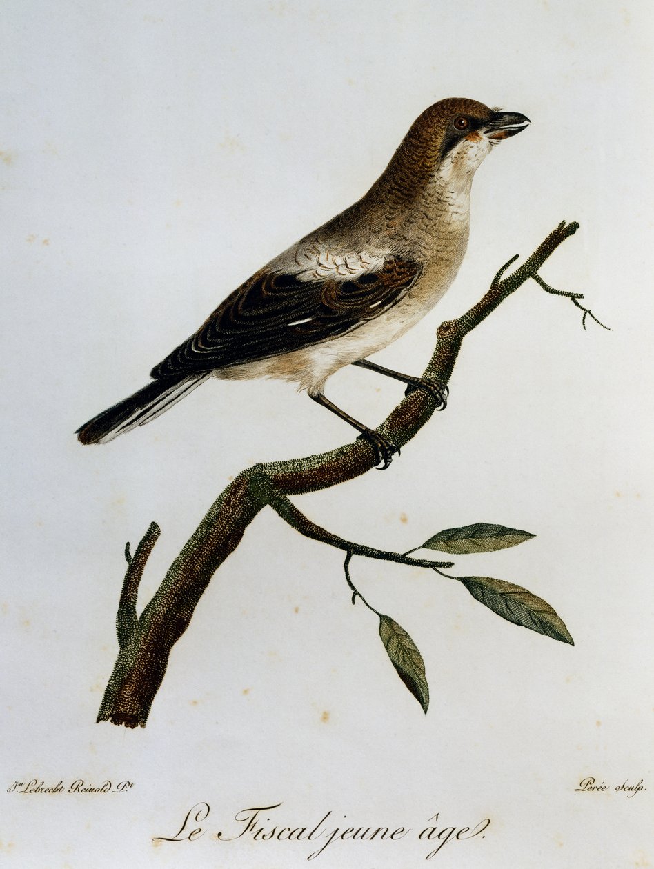 Almindelig Fiskal (Lanius collaris), gravering fra Natural History of African Birds af Francois Le Vaillant