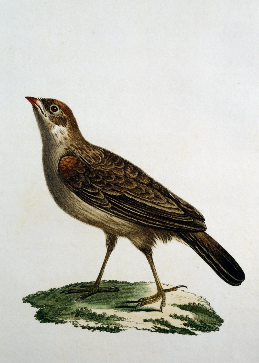 Kvindelig gøgrulle, gravering fra Natural History of the Birds of Africa af Francois Le Vaillant (1753-1824), Frankrig af Francois Le Vaillant