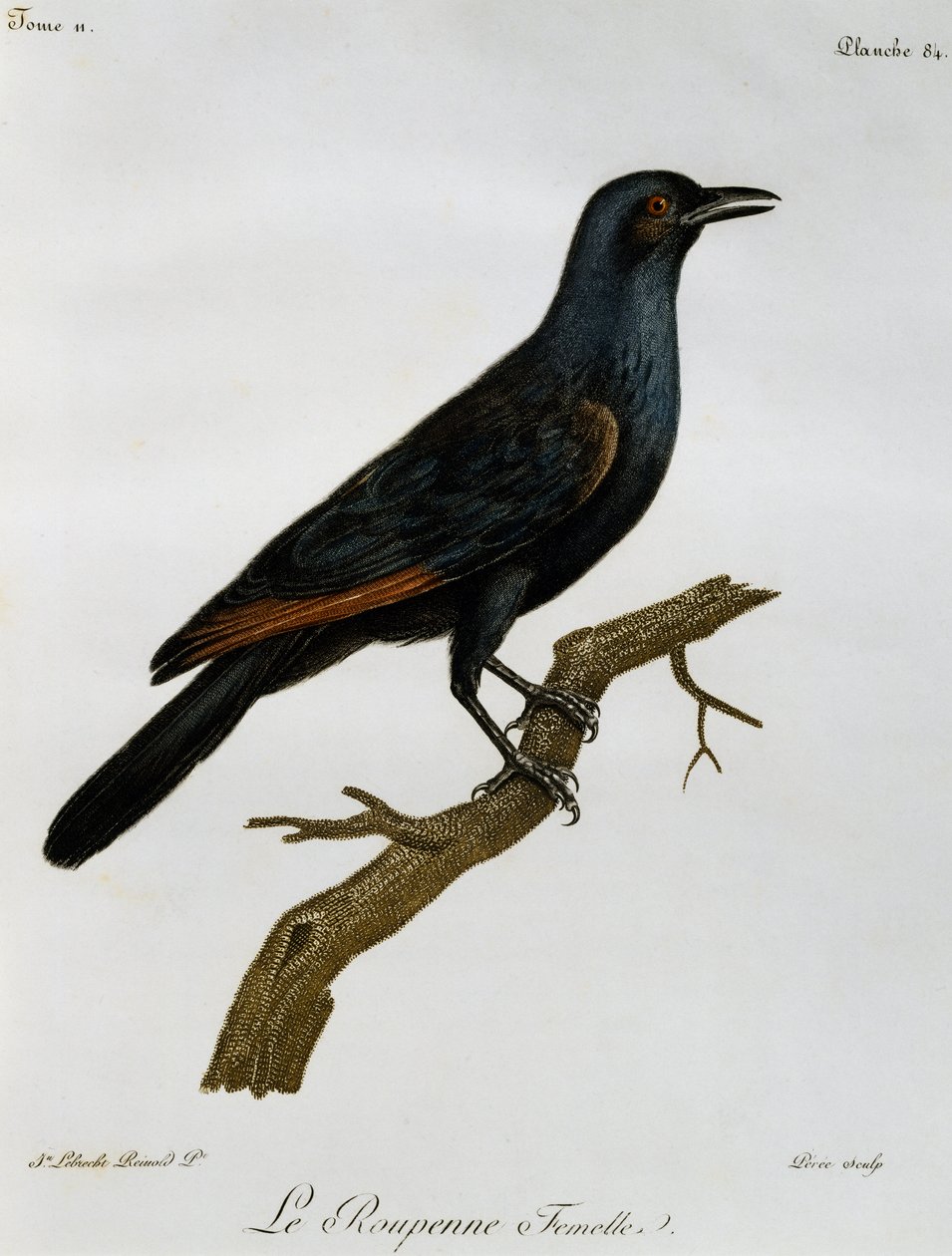 Rødvinget hunstær (Onychognathus morio), gravering fra Histoire Naturelle des Oiseaux d