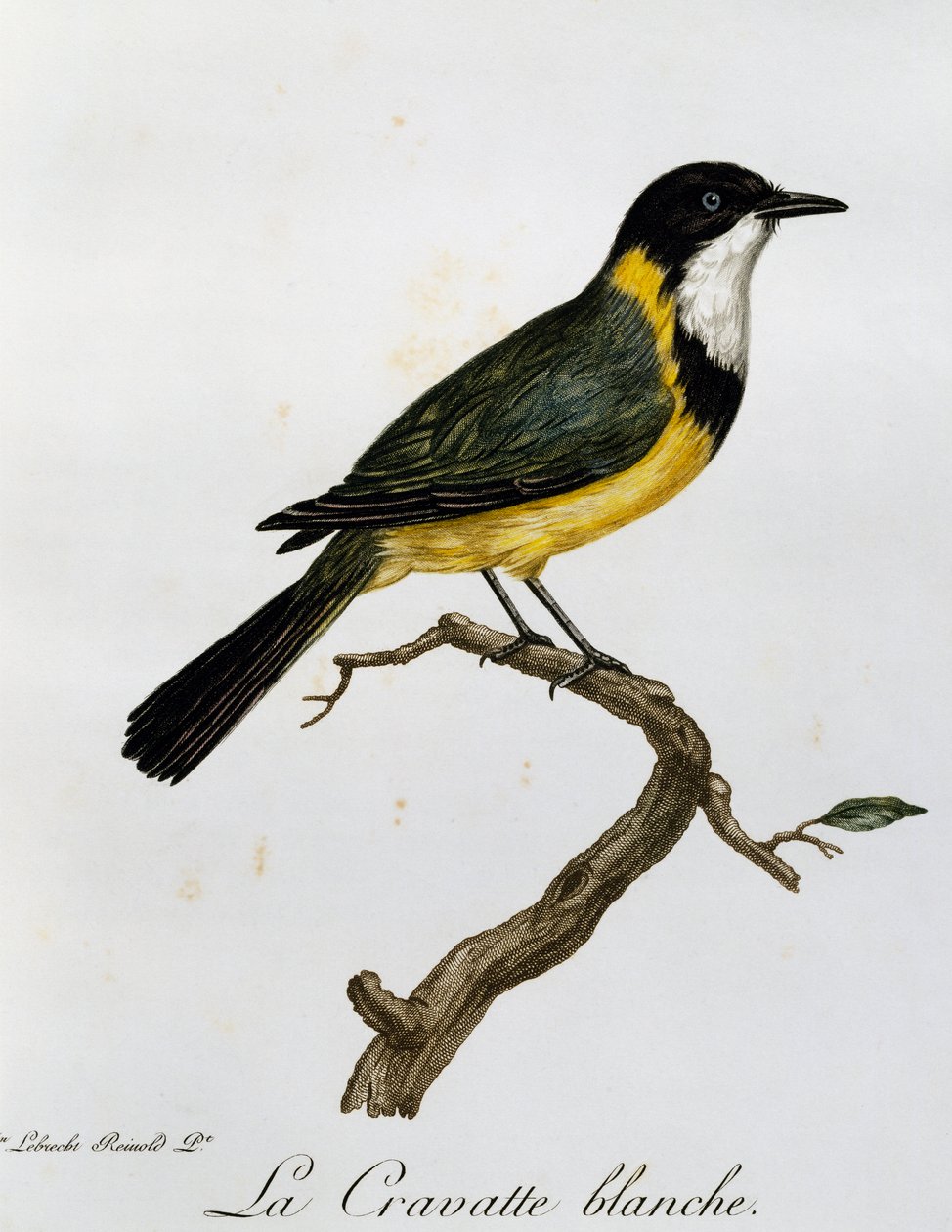 Golden Whistler (Pachycephala pectoralis), gravering fra Natural History of African Birds af Francois Le Vaillant