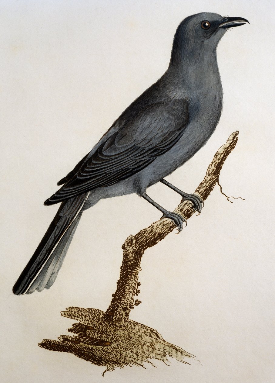 Grågøge (Coracina caesia), gravering fra Histoire Naturelle des Oiseaux d
